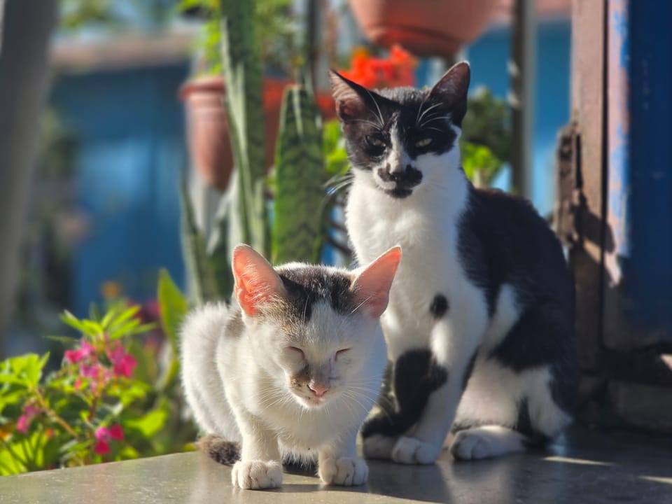 Two cats, one black-and-white and one grey-and-white, on a sunny porch
