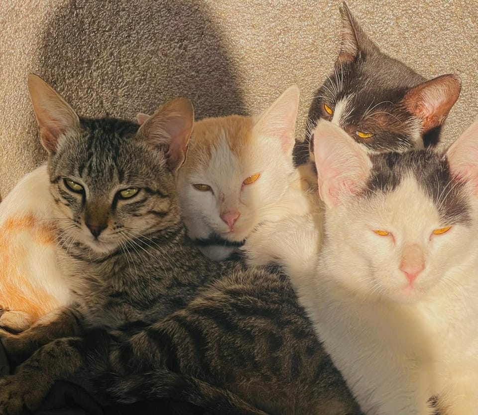 Four cats curled up together in a patch of afternoon light
