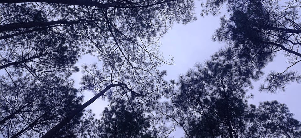 Looking straight up through pine branches into a pale sky