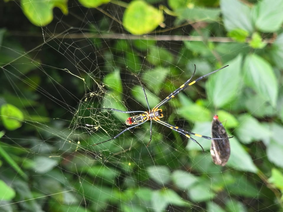 A spider in a web with its prey.
